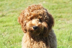 Why is the cockapoo so popular in the UK?