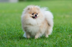 How popular is the Pomeranian dog breed?