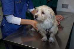 Five different types of veterinary specialists