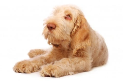 Italian Spinone hereditary health and longevity