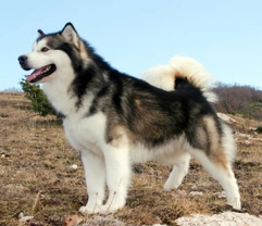 Why the Alaskan malamute is so well suited to work in cold weather