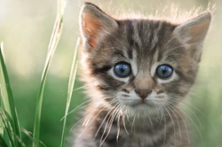 Kitten Emergencies - Signs to look out for