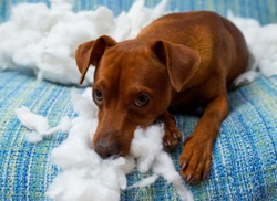 Homemade dog deterrents that are safe for your dog