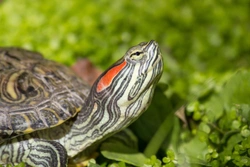 Red-eared slider turtle care