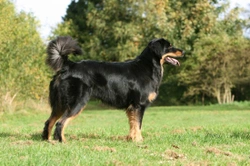 Hovawart dog hereditary health and longevity