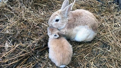 Flystrike in rabbits and other small furries