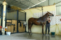 Horse Care - Stable and Grooming Equipment