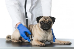 Causes of atraumatic bleeding in the dog