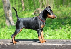 Miniature Pinscher Behaviour and Training