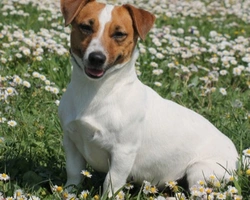 Il Jack Russell Terrier, razza polivalente dal grande carattere