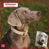 Weimaraner, el fantasma gris