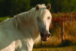 Altajský kůň