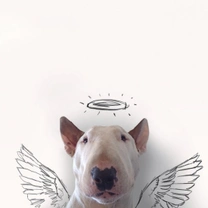 Jimmy Choo: el Bull Terrier estrella de Instagram