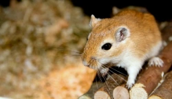 Nasal Dermatitis in Gerbils: Causes, Signs & Prevention
