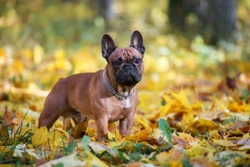 Keeping your brachycephalic dog safe over Halloween