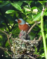 Pěnkava obecná Fringilla coelebs Linnaeus, 1758