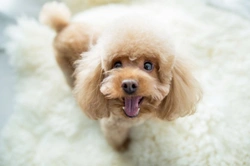 Five ways to entertain your dog at home