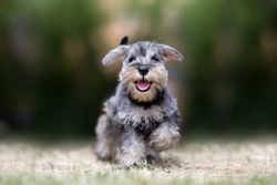 Pup Aid: Celebrating and Supporting Dogs at a Charity Event