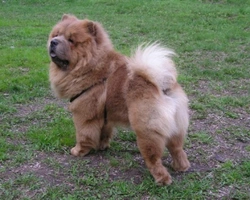 Il cane Panda: la razza Chow Chow, info e storia