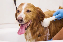 Do frequent baths help to ease allergies in dogs?