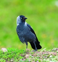 Měkkožraví chovanci našich voliér, Pěvci (Passeriformes) 8, Krkavcovití (Corvidae) 4