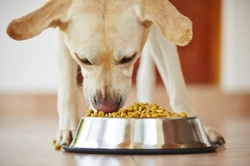 Rotation feeding for dogs