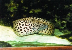 Muréna leopardí