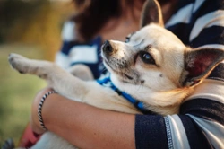 Five ways that many dog owners inadvertently do their dogs a disservice