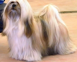 Le origini e il carattere del Lhasa Apso, il cane dei monaci tibetani