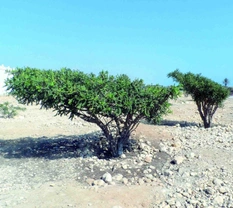 Omán – země kadidlovníku