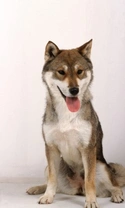 Shikoku Dog Breed: Info, Temperament & Puppies