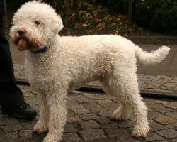 Lagotto Romagnolo: carattere, colori e prezzo di questa razza italiana