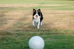 Is your dog ready for the dog park, or should you steer clear?