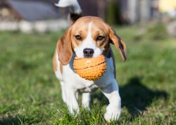 Four ways to teach your dog or puppy better bite inhibition