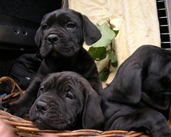 cuccioli di cane corso