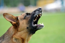 What factors may trigger an aggressive dog?