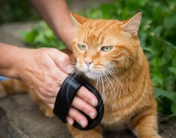 Identifying when hairballs are a problem for your cat
