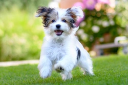 How Grass Seeds Cause Trouble for Dogs: Dangers & Prevention