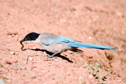 Měkkožraví chovanci našich voliér, Pěvci (Passeriformes), Krkavcovití (Corvidae) 8