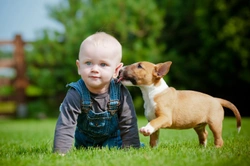 Should I Let my Dog Kiss the Kids?