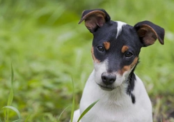 Keeping terrier type dogs happy