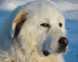 Cane Pastore dei Pirenei: Foto, Carattere e Prezzo dei Cuccioli