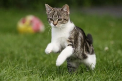 11 Effective Tips to Keep Your Cat Entertained