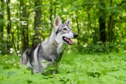 Dogs Trust issues caution about buying wolf-dog lookalikes as final season of Game of Thrones airs