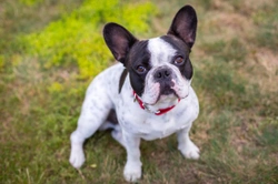 Owning a French Bulldog