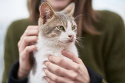 Convivir con gatos es beneficioso para la salud