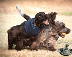 Il Cocker Spaniel Inglese, carattere e temperamento