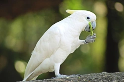 Information about birds for potential pet bird owners