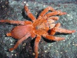 Chilobrachis huahini