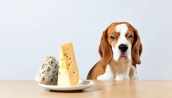 Can dogs eat cheese?